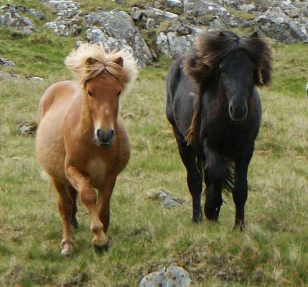 Noma Small Horse Breed